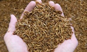 Crește lista insectelor autorizate ca hrană umană: Ce alt tip de gândac poate fi consumat