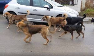 Coaliţia Protecţia Animalelor cere STERILIZAREA masivă a câinilor