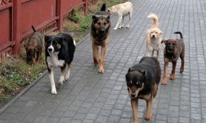 Un adolescent de 13 ani, ATACAT de șase câini în Teleorman
