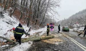Intervenții IGSU de urgență în opt județe din țară: sunt zeci de copaci sunt copaci căzuți din cauza vremii