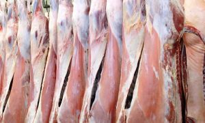PREȚUL la carnea de MIEL ar putea ajunge la 60 de lei/kg înainte de PAȘTI