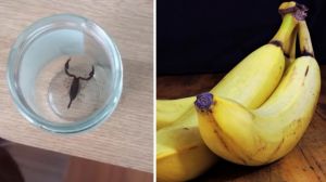 Ieşeancă înţepată de un scorpion după ce a cumpărat banane 