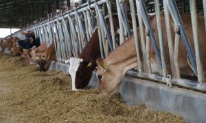 Vești bune pentru fermieri: APIA începe plățile ajutorului de stat în sectorul creșterii animalelor