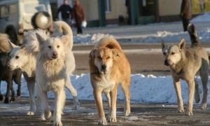 Câinii de la Cernobîl evoluează genetic în mod diferit. Studiu realizat pe 300 de câini din jurul centralei