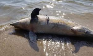 Delfini morți pe o plajă de pe Litoral