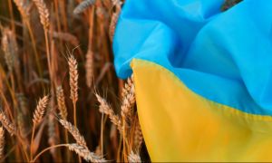 Zeci de milioane de lei pentru producătorii agricoli români afectaţi de creşterea importurilor de cereale din Ucraina