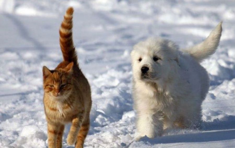 SFATUL zilei: Cum avem grijă de animalele de companie în sezonul rece