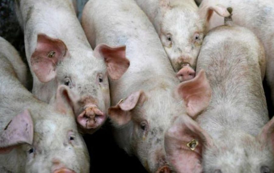 Aproximativ 30.000 de porci dintr-o fermă vor fi eutaniasați și incinerați 