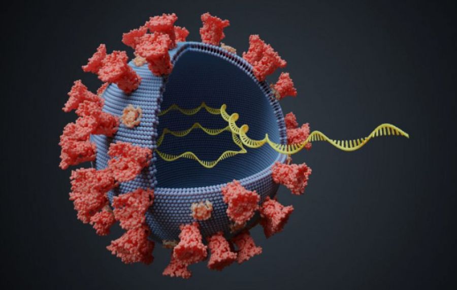 STUDIU: virusul Sars-Cov-2, descoperit în Brazilia în noiembrie 2019