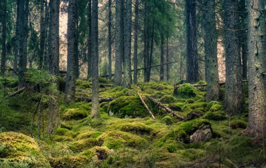 SCĂDERE dramatică a suprafeței acoperită cu păduri în România