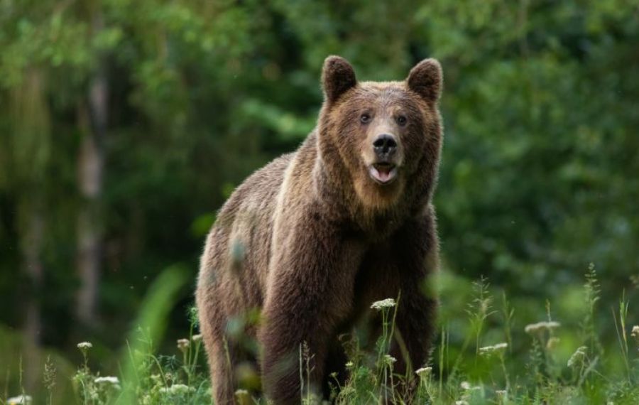Un urs produce pagube de mai multe zile în Harghita.Unde a fost văzut ultima oară