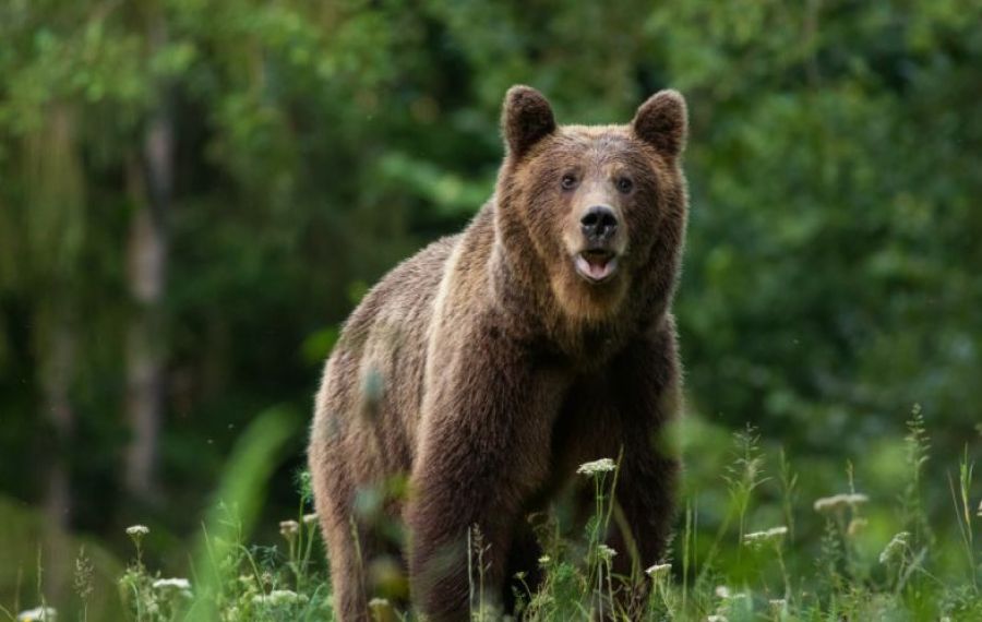 Dosar penal în cazul ursului ucis de prințul din Austria