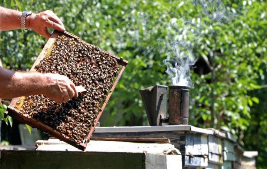 Bărbat MORT după ce a fost înțepat de albine, în timp ce învăța apicultură