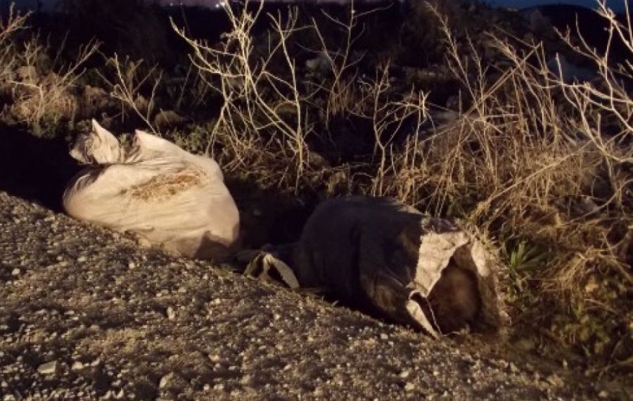 Cadavrele unor câini au fost găsite la periferia unui oraș