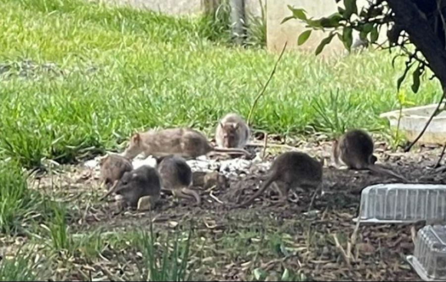 INVAZIE de șobolani în zona teraselor din parcul Herăstrău