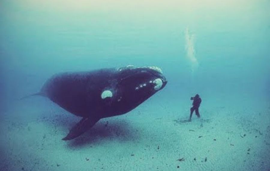 Mărturia unui scafandru după ce a fost înghițit de o balenă: Mi-am zis asta e, voi muri