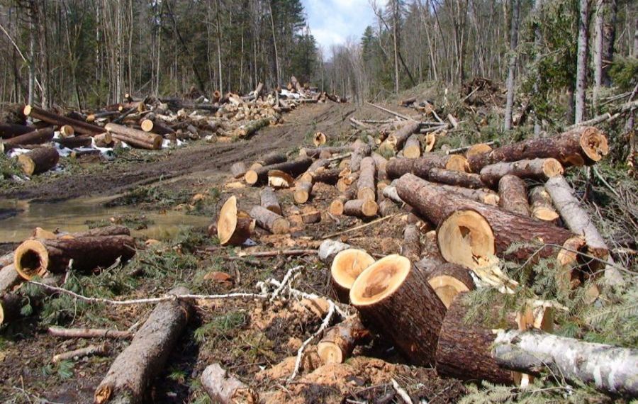 Europarlamentar USR-PLUS: România pierde 3 hectare de pădure pe oră