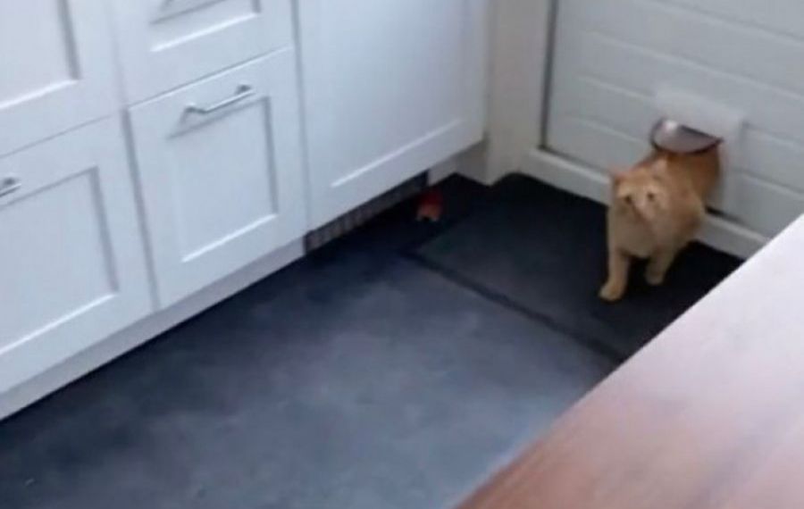VIRALUL ZILEI. Reacția incredibilă a unei pisici care intră în casa greșită