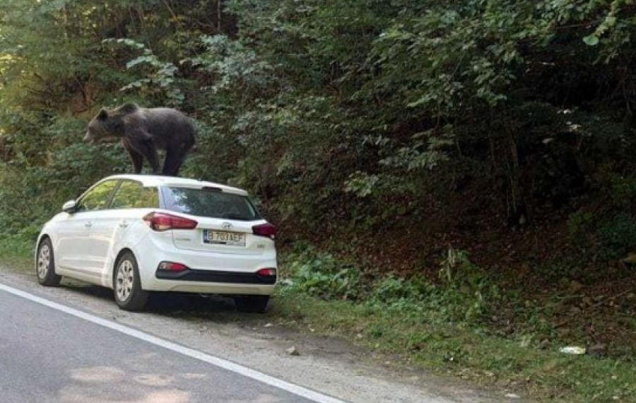 Un urs a DISTRUS o mașină parcată, în județul Argeș