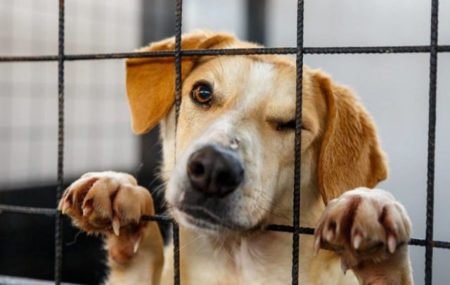 Târg de adopții de câini în București: În România, doar 1 din 10 maidanezi ajunge să fie adoptat