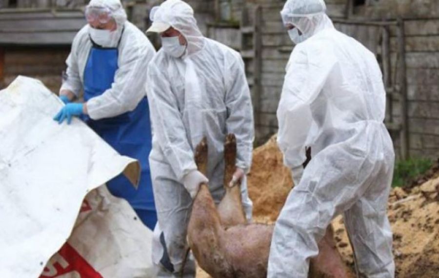 Un caz de pestă porcină africană a fost depistat în România