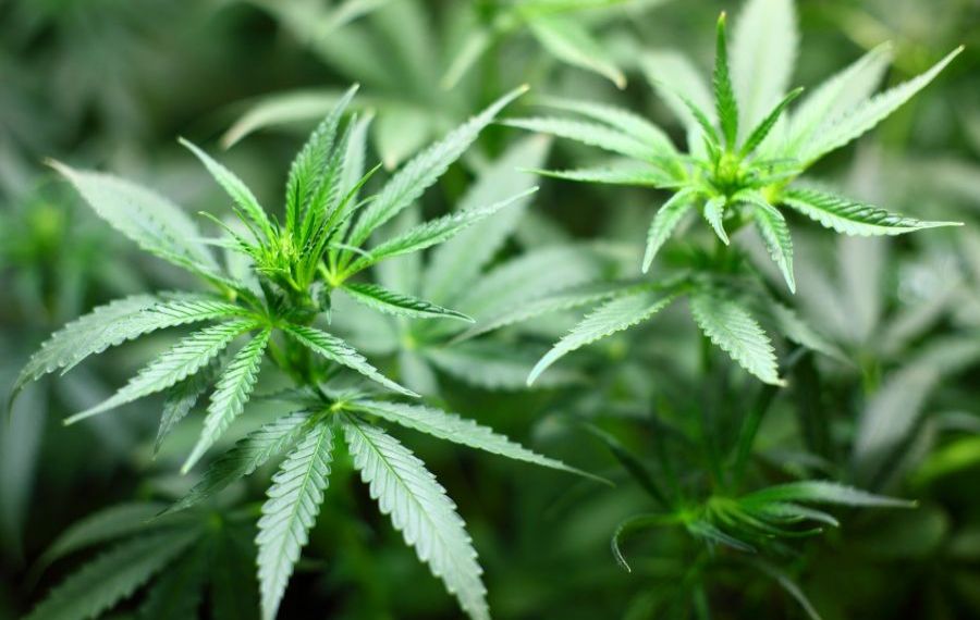 Agenția Mondială Antidoping: Cannabisul ar putea fi scos de pe lista substanțelor interzise