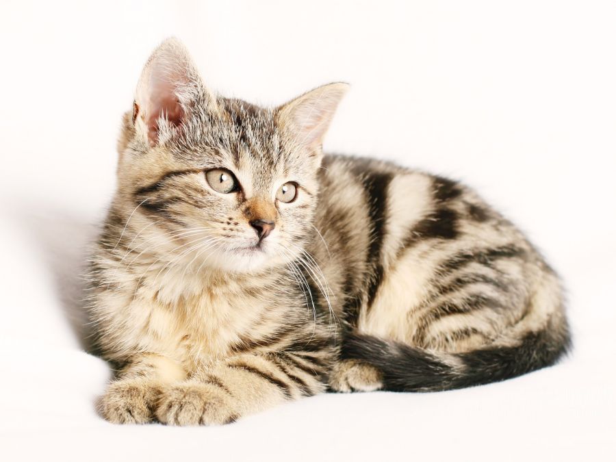 Ce trebuie să știi despre PARAZIȚII la pisici