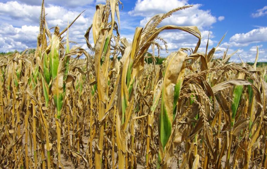 Suprafața totală afectată de secetă, în România, a depășit 200.000 de hectare