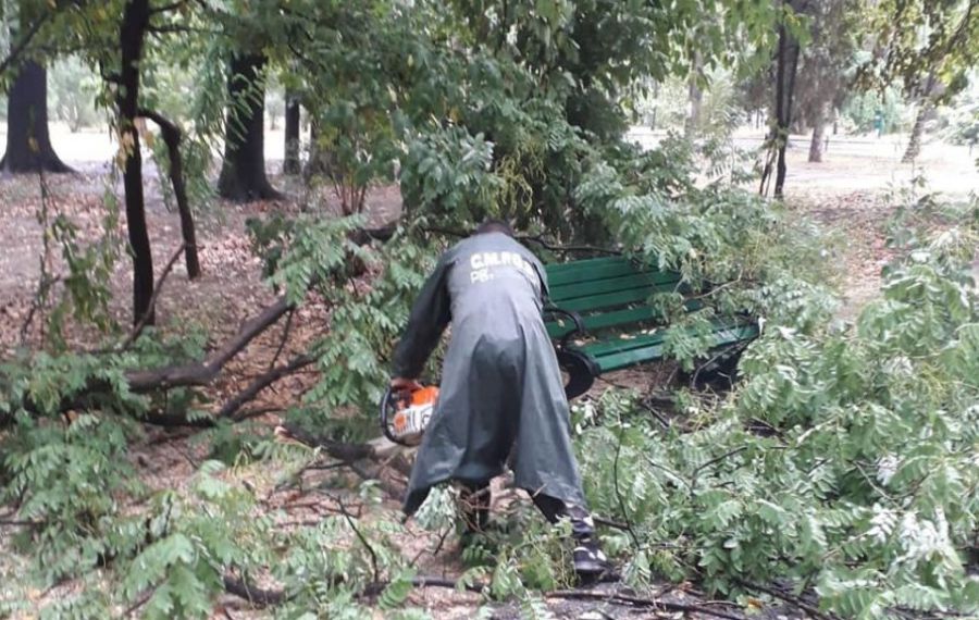 Copaci căzuți în parcurile Herăstrău și Floreasca. Din fericire nu au fost victime. Reacție hilară a autorităților competente
