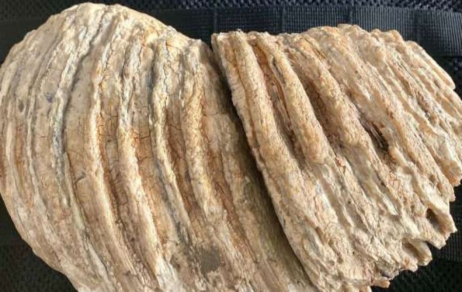 Cum încerca o femeie din Neamț să vândă un MOLAR de mamut, vechi de 10.000 de ani