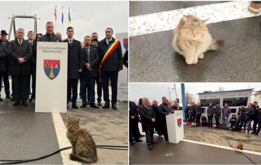 VIDEO Pisica care i-a FURAT celebritatea premierului Ciucă. Ce a făcut în timpul discursul premierului