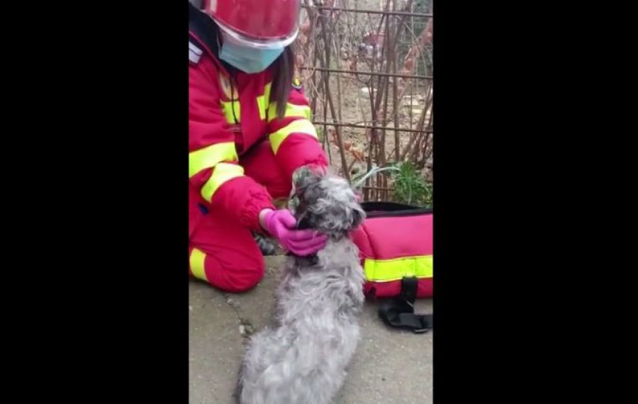 Salvatori cu suflet mare. Un câine a fost salvat dintr-un incediu după ce i s-a făcut masaj cardiac