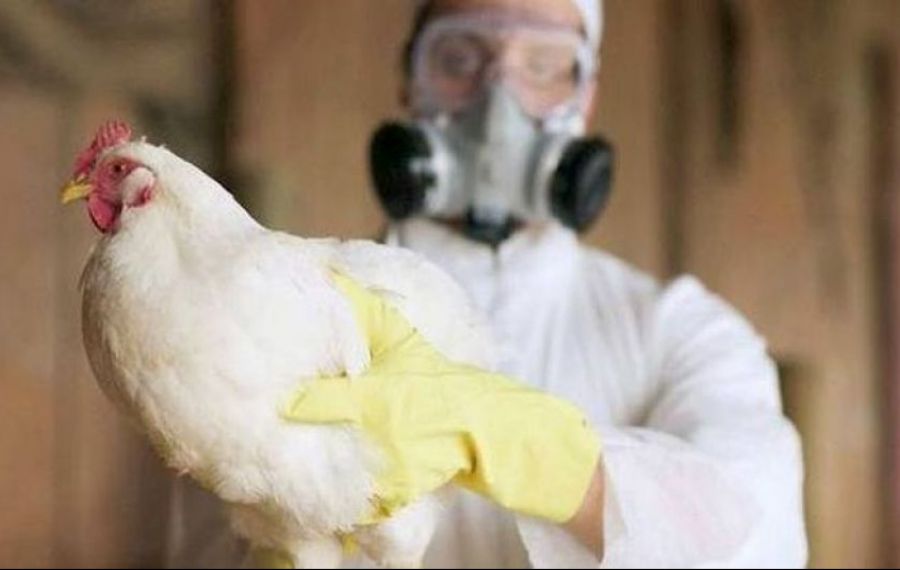 Focare record de gripă aviară pe patru continente