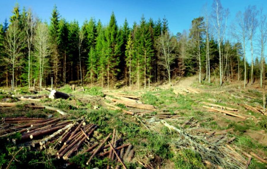 Studiu: Pădurile montane dispar într-un ritm din ce în ce mai rapid