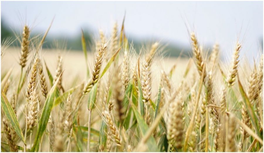 România NU MAI IMPORTA cereale ucrainene până pe 5 iunie 2023