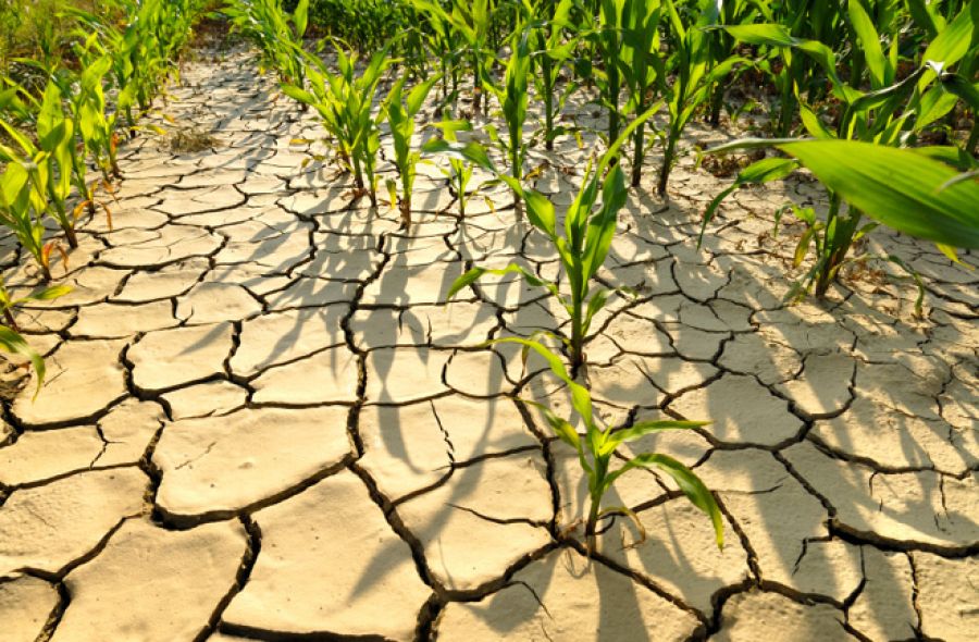 FONDURI pentru fermierii afectați de secetă. Anunțul premierului Ciucă
