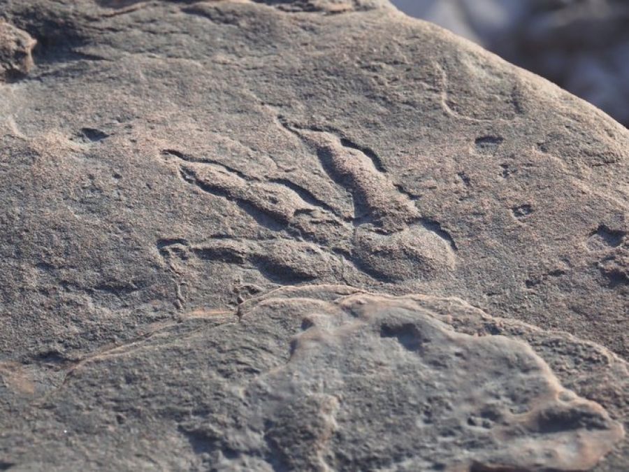 Descoperire uluitoare a unei fetițe din Țara Galilor. Cum arată o urmă de DINOZAUR, veche de 220 milioane de ani